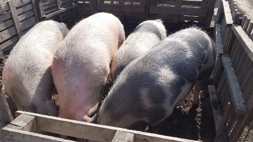 Porci de vânzare 