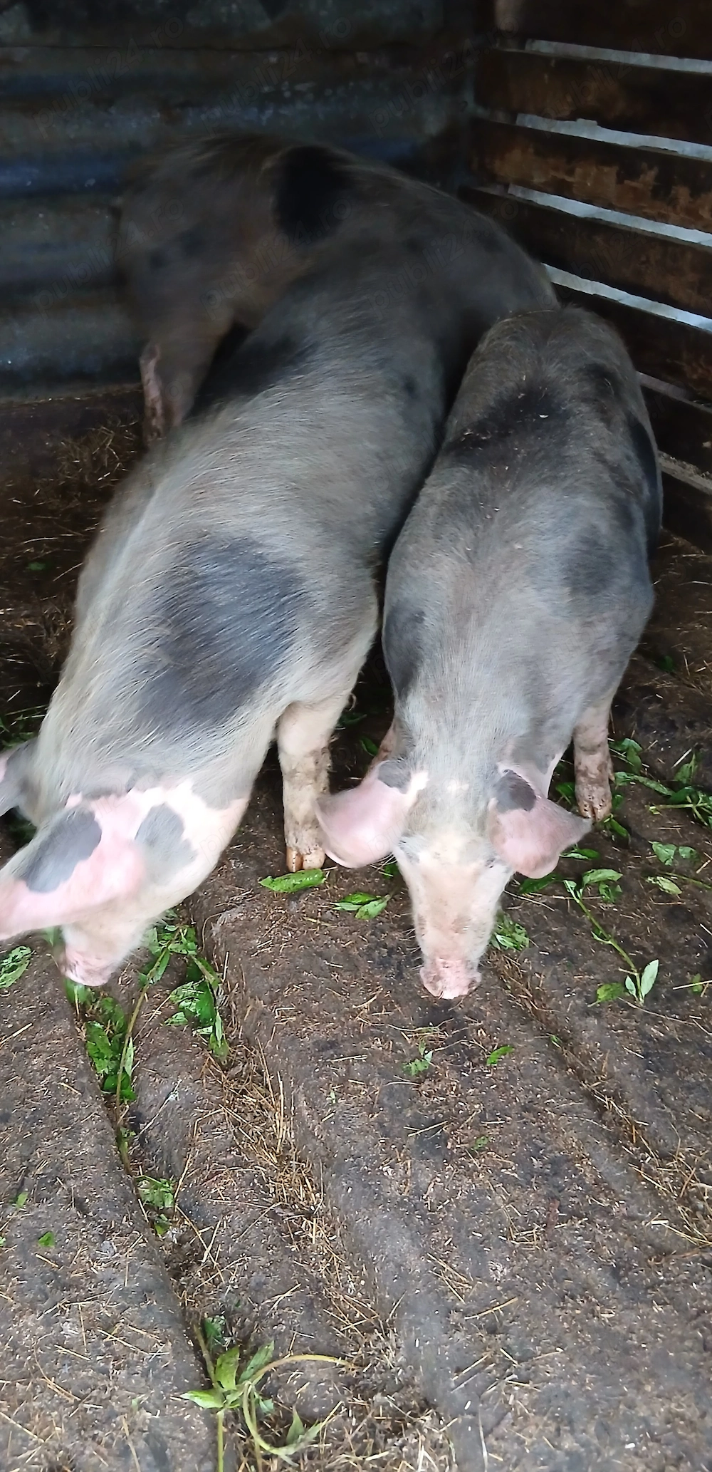 De vanzare 3 scrofițe