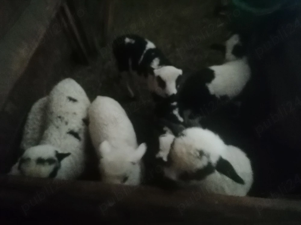 Vând miei țurcani și o oaie cu miel camerun