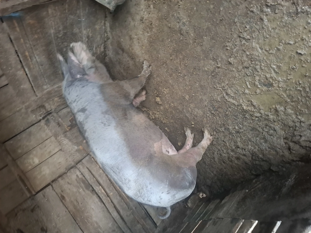 Vand porc rasa de carne 