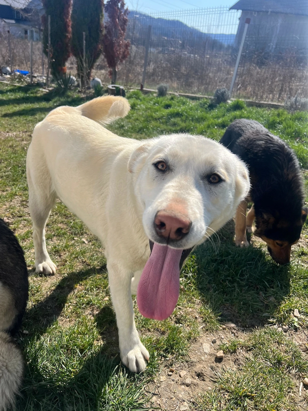 Donez  caine rasa Labrador