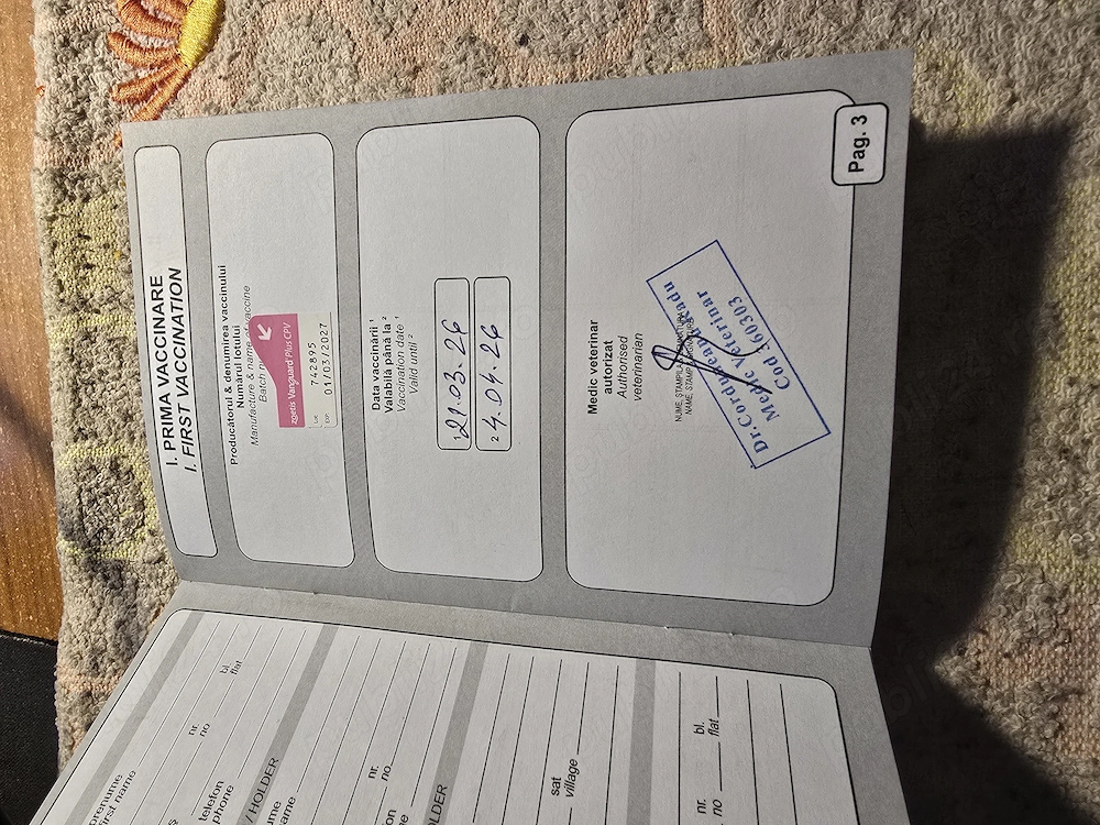 Catelusa  ciobanesc german 