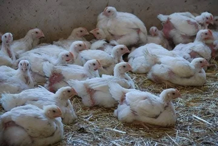 pui si gaini de vanzare