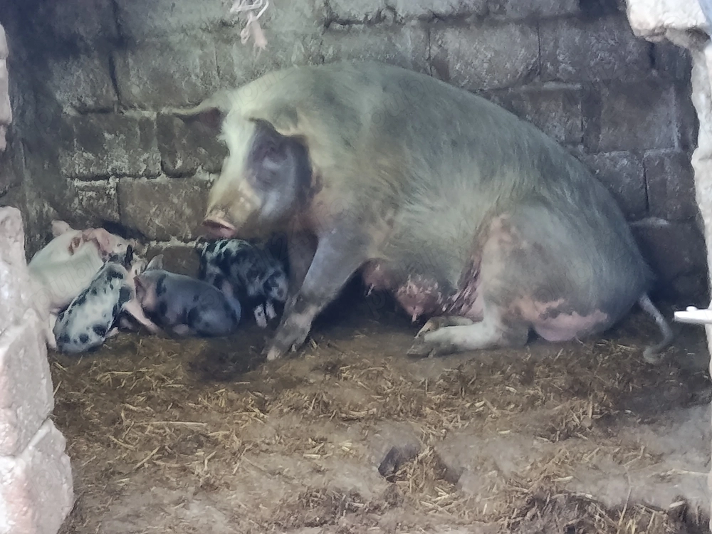 De vânzare scroafă cu 5 purcei 