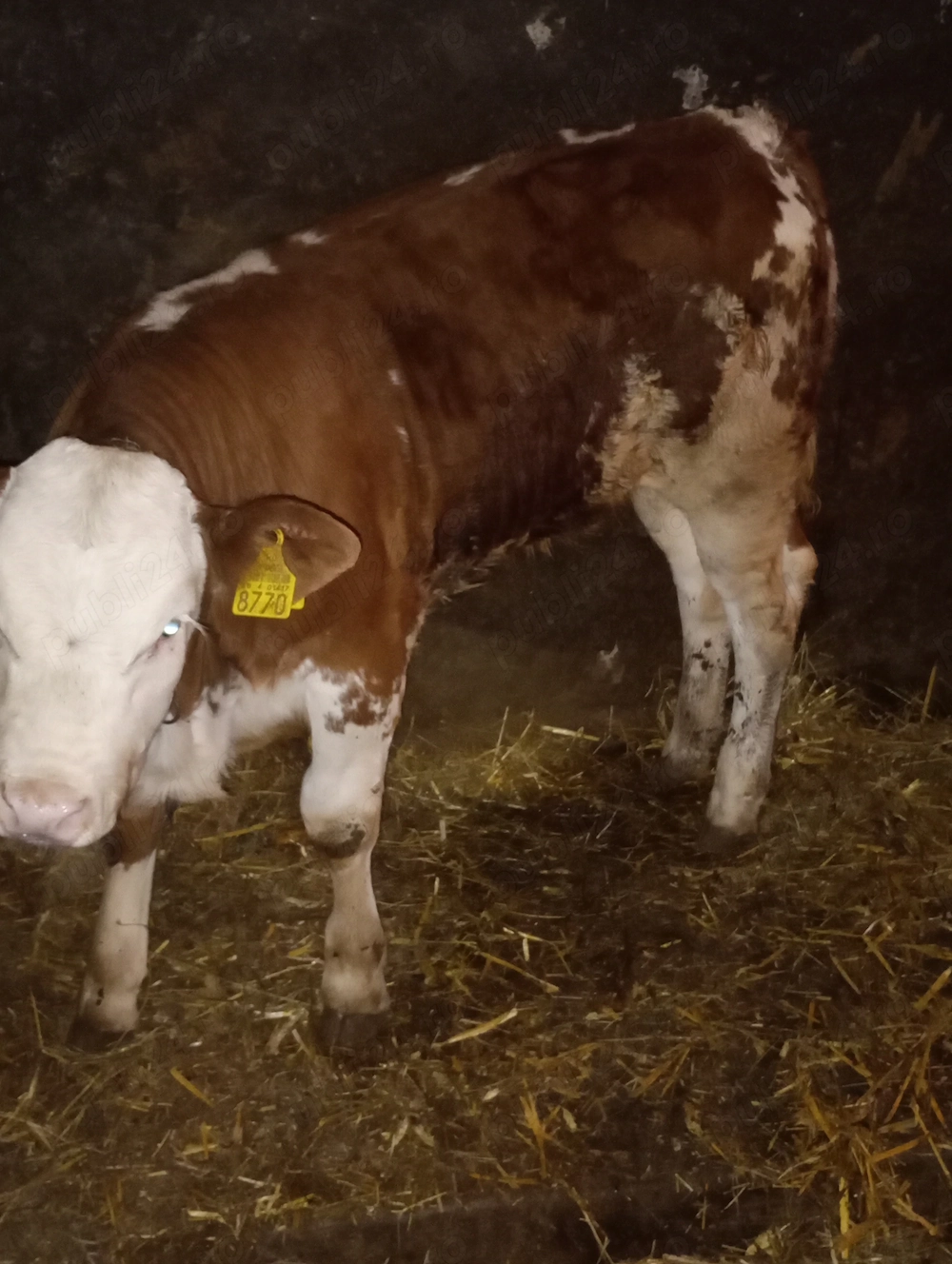 Vând vițea bălțată romaneasca