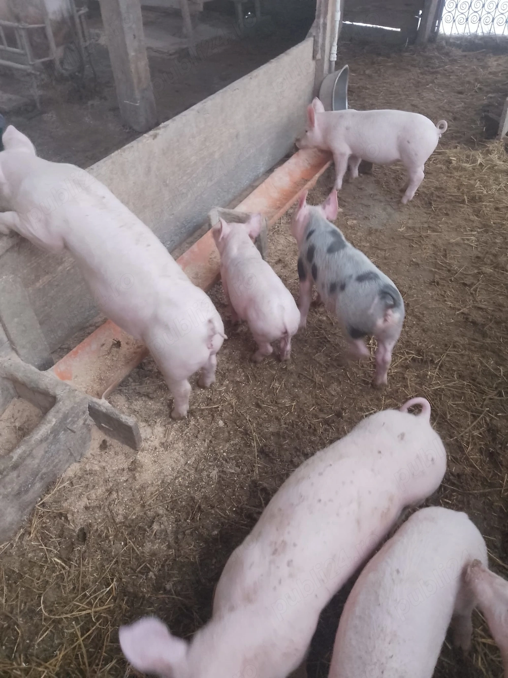 De vânzare purcei de 8 săptămâni 