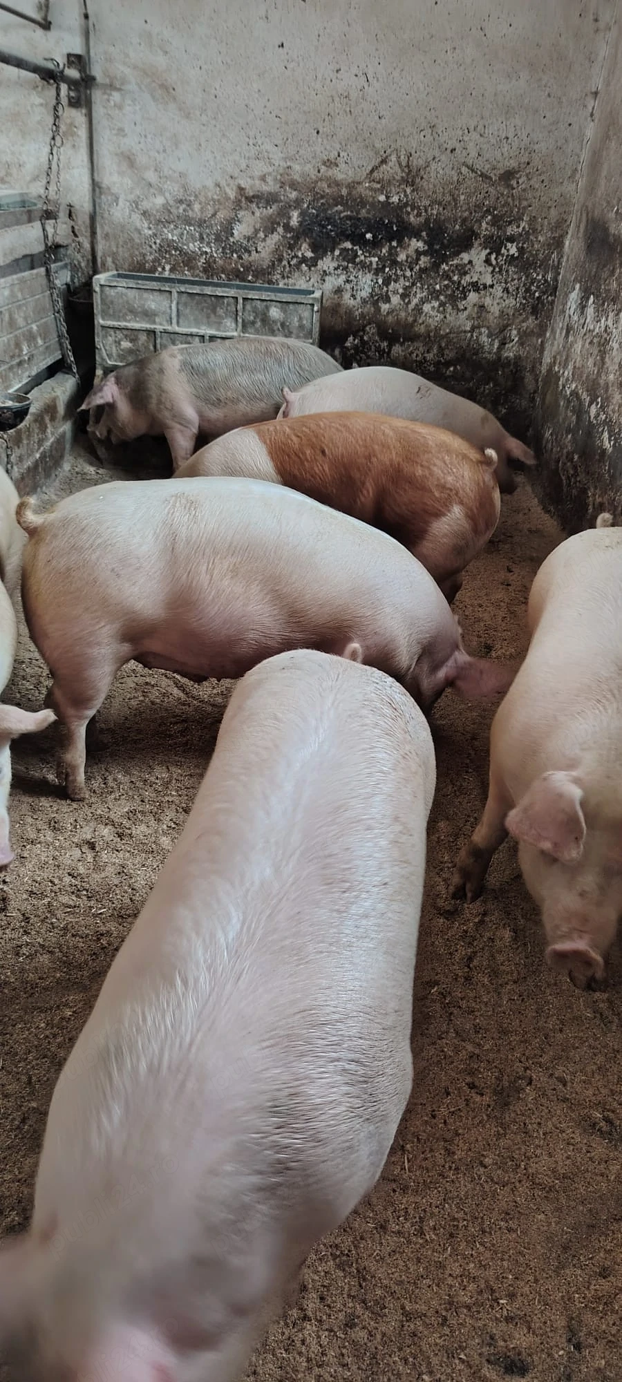 porci de carne 