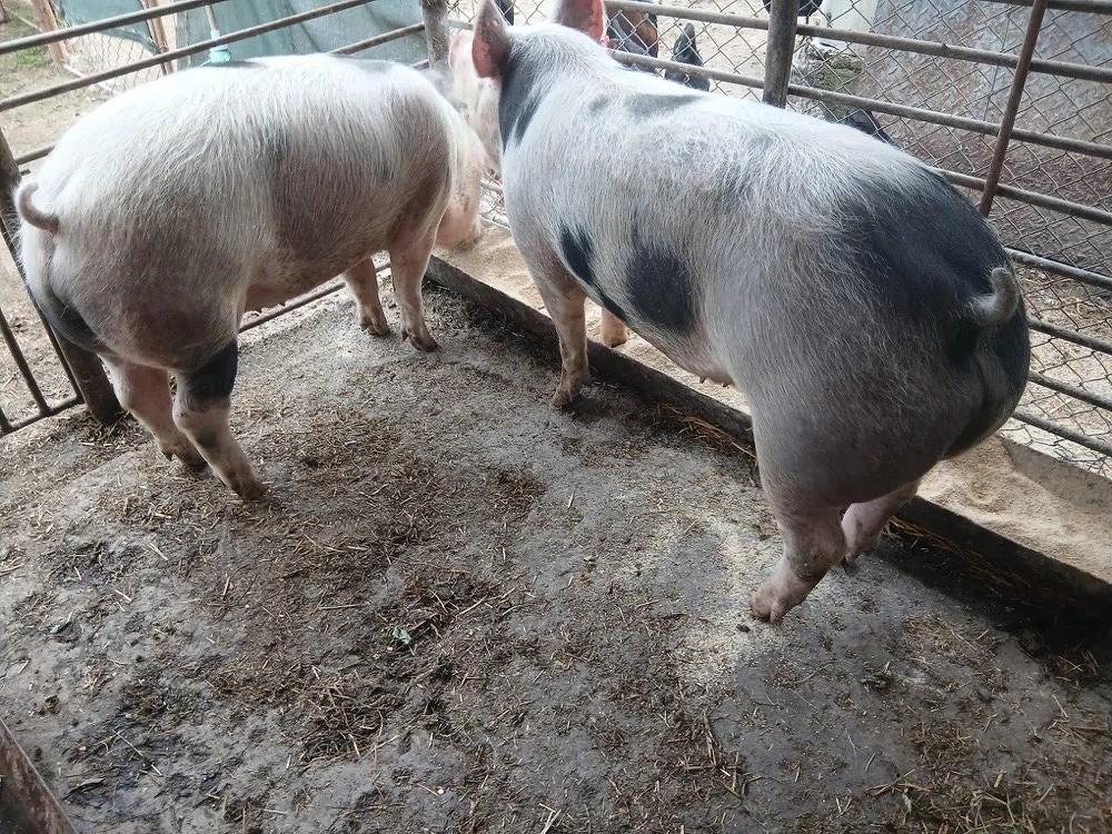 vand 2 porci masculi