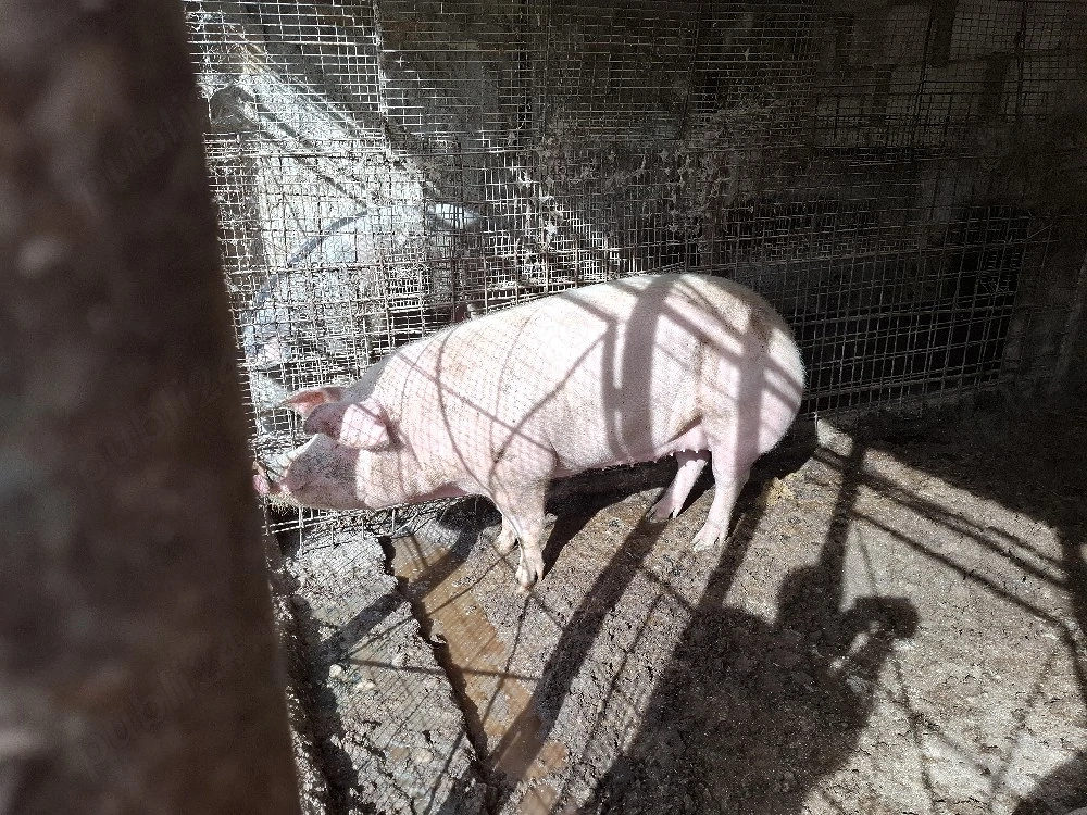 vand porci mari ieftin