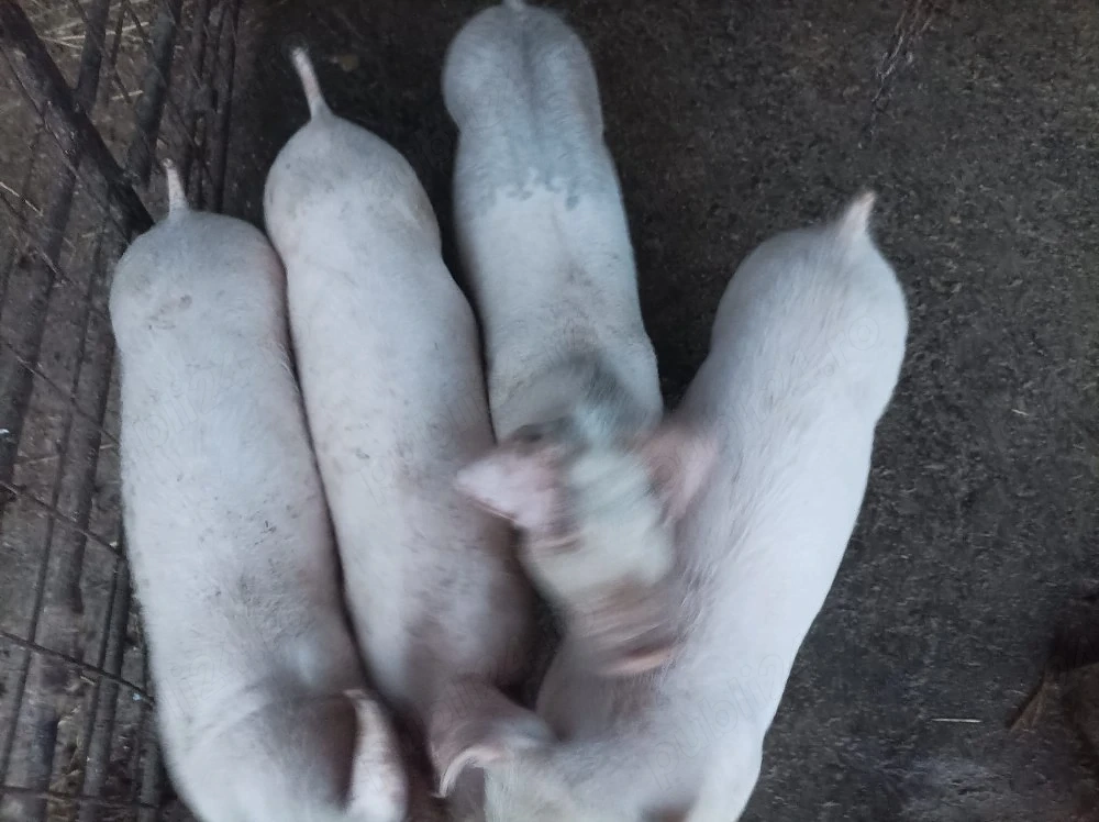 Purcei landrace din monta castrati