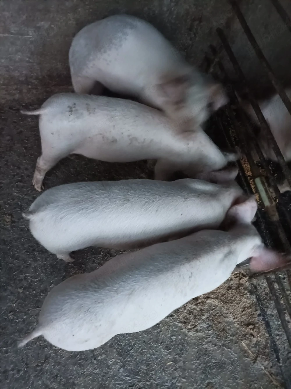 Purcei landrace castrați 