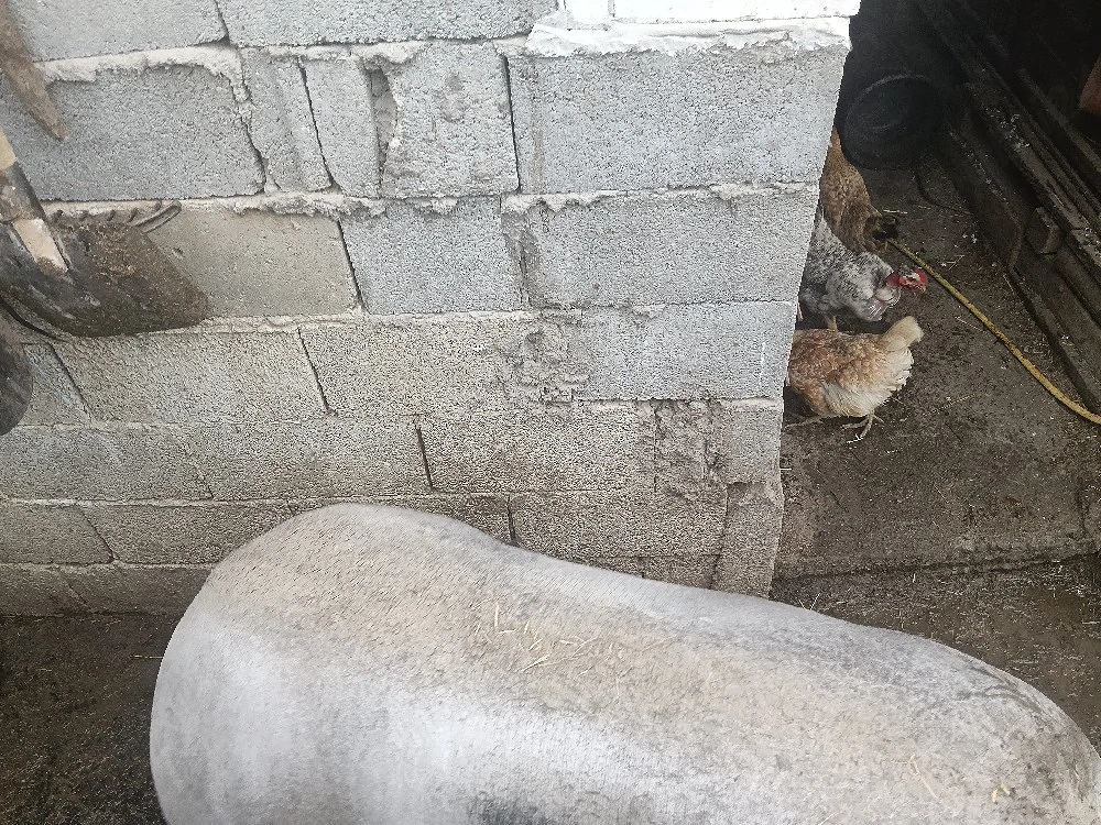 disponibilă.  rasă.  Pietrean 