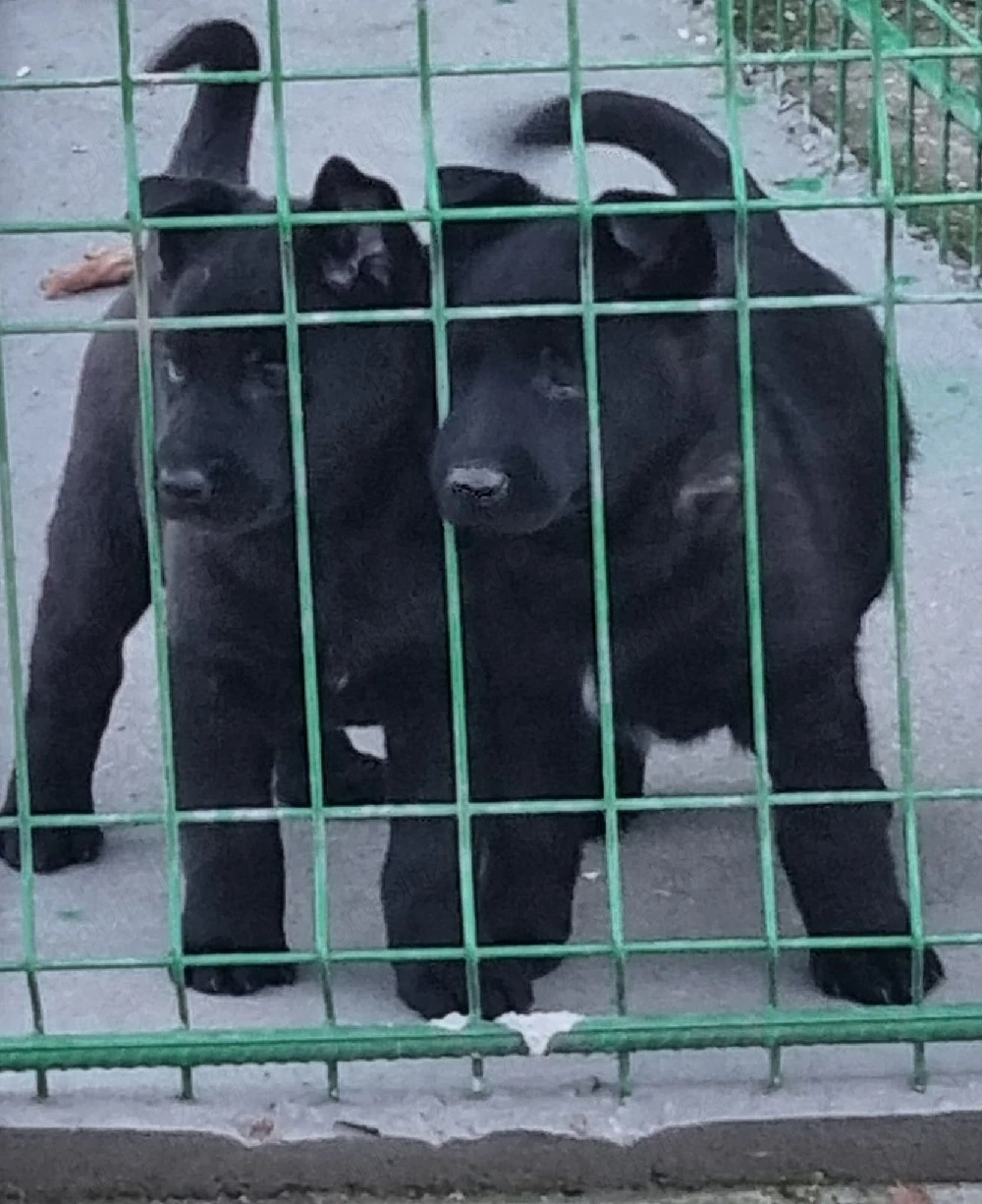 Catei Ciobanesc Belgian Malinois