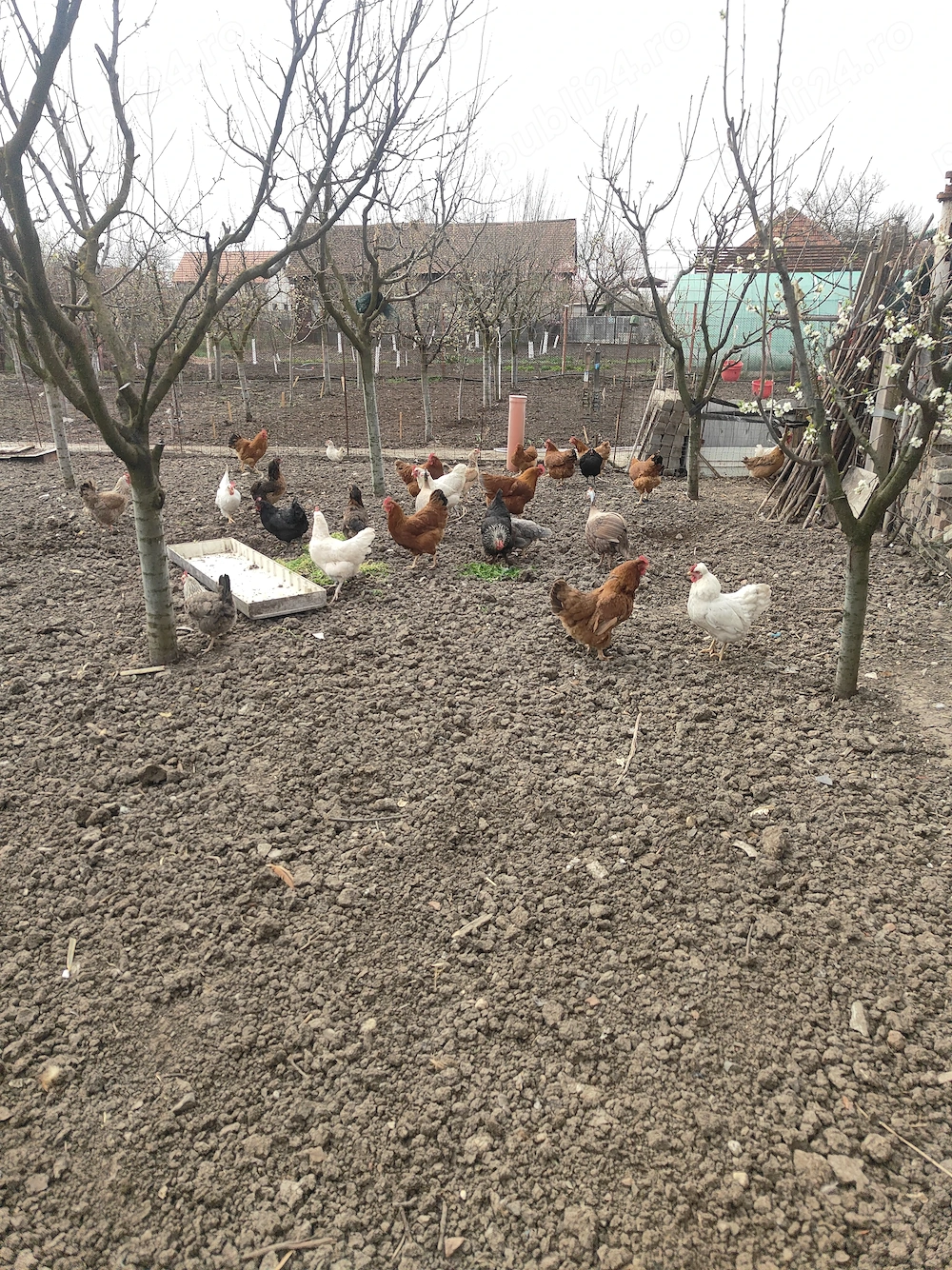 Găini de casa de vânzare 