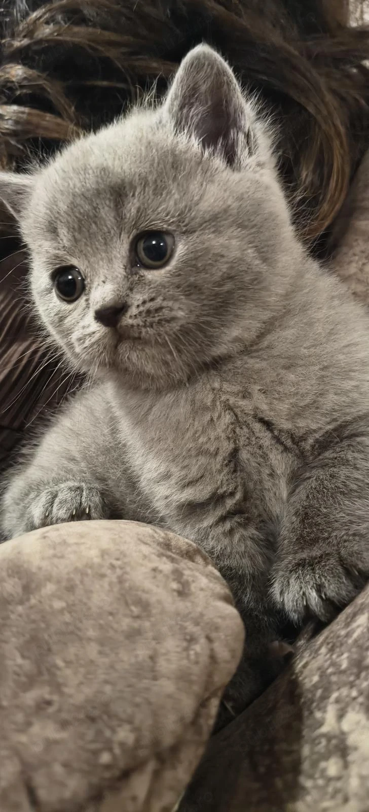 british shorthair blue