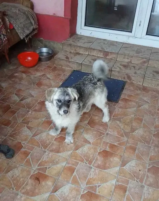 Cățelușă 6 luni, sterilizată