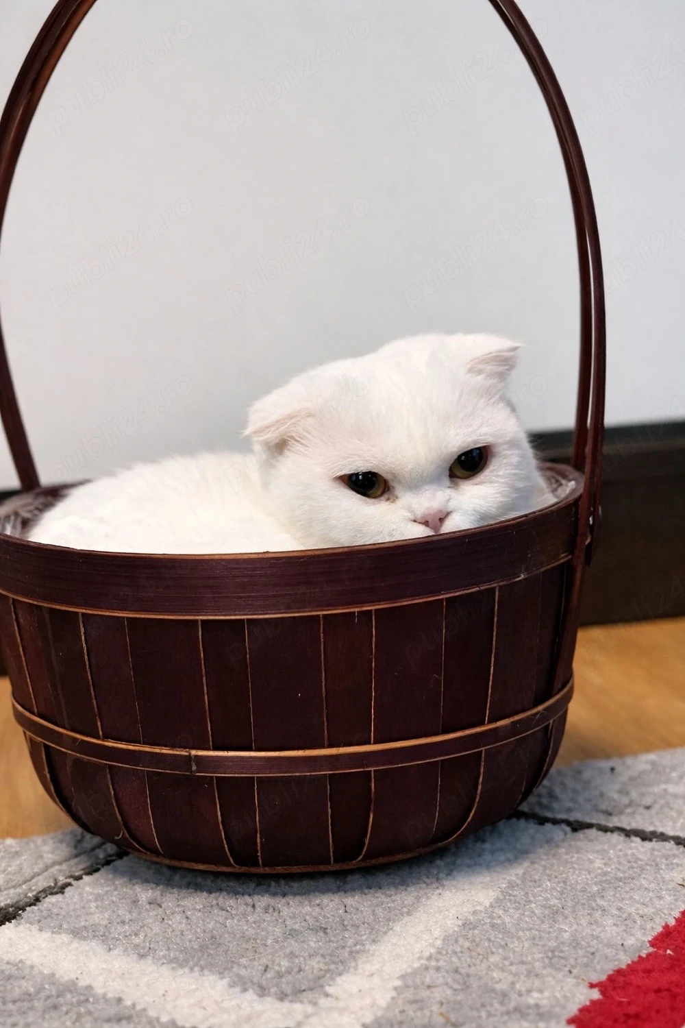 Pisicuță Scottish Fold 