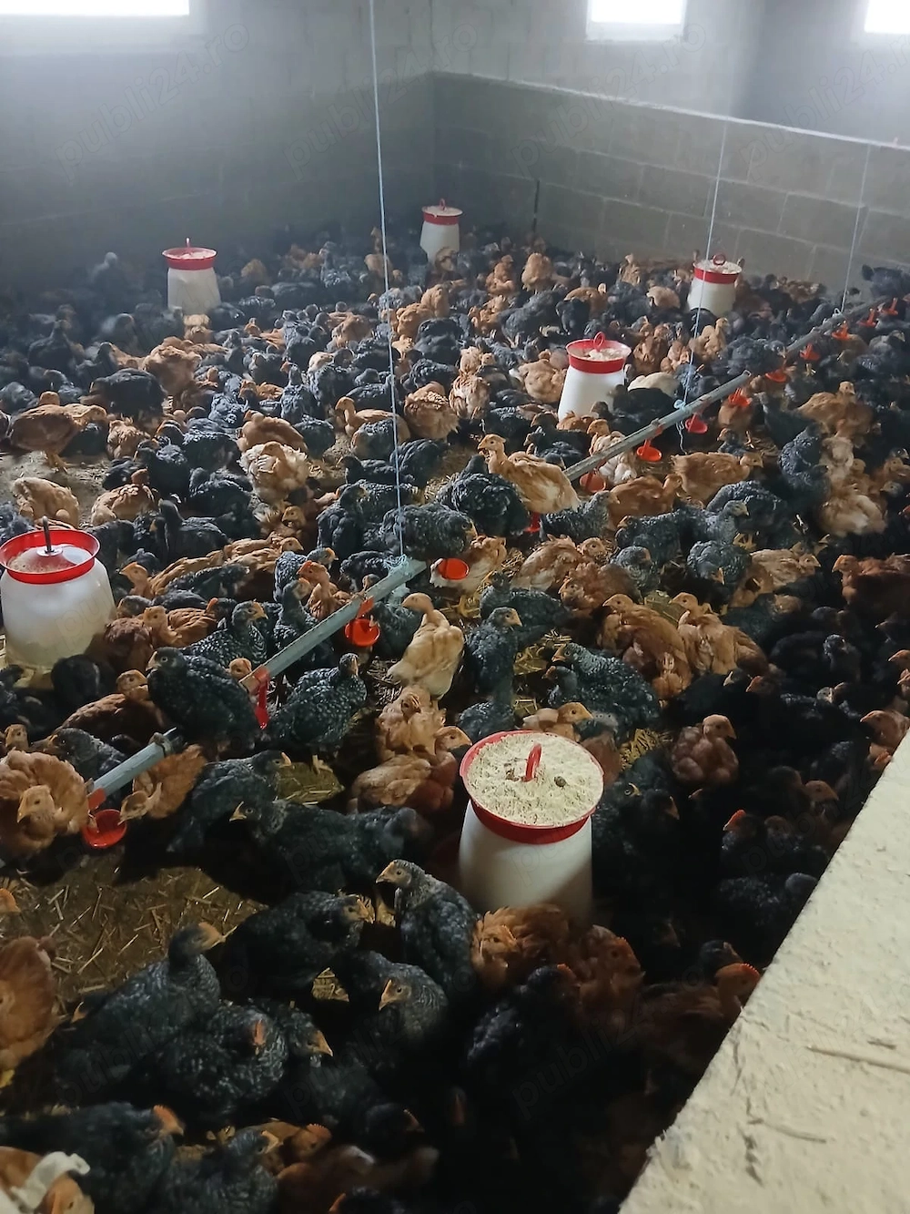 PUI rasa albi și mixt