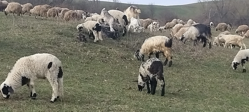 Vand 5 oi bune cu miei 