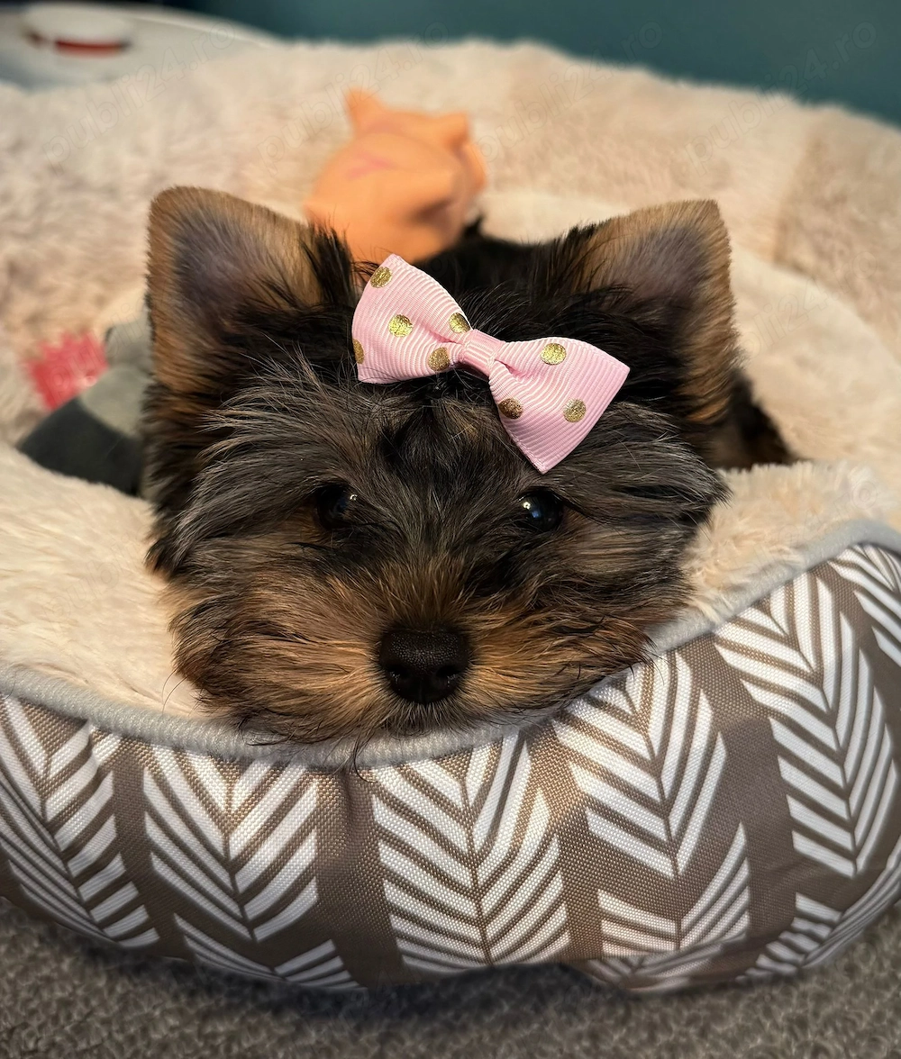 Vând yorkshire terrier 10 săptămâni 