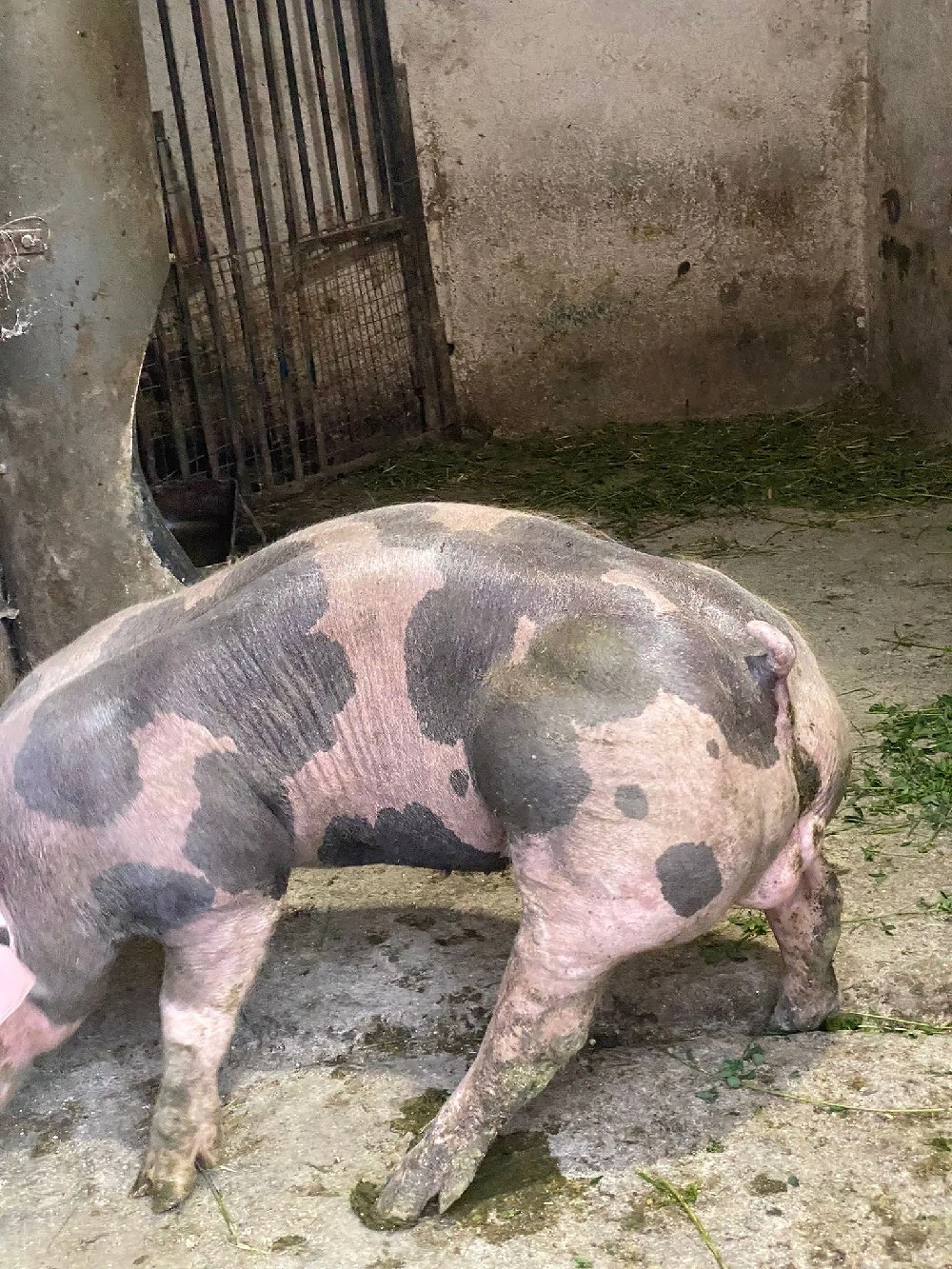 vier de carne pietrean