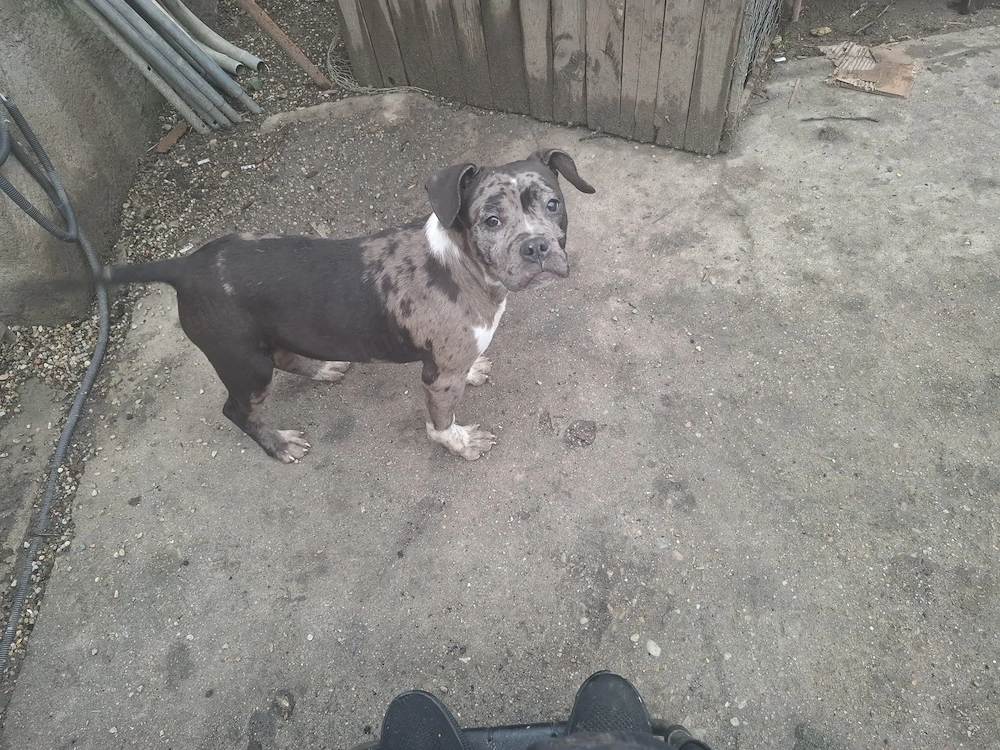 Bully American 5 luni 3 femele și un mascul