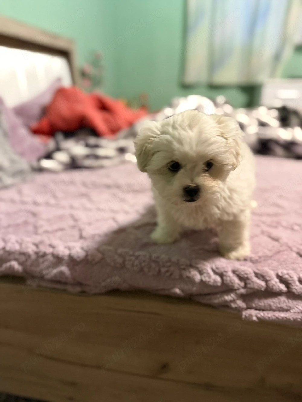 De vânzare bison maltez baietel 