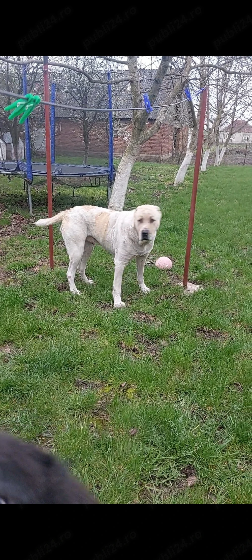 Femelă Ciobănesc Asia Centrală 