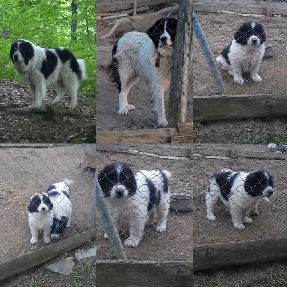 Două femeluţe Ciobănesc de Bucovina