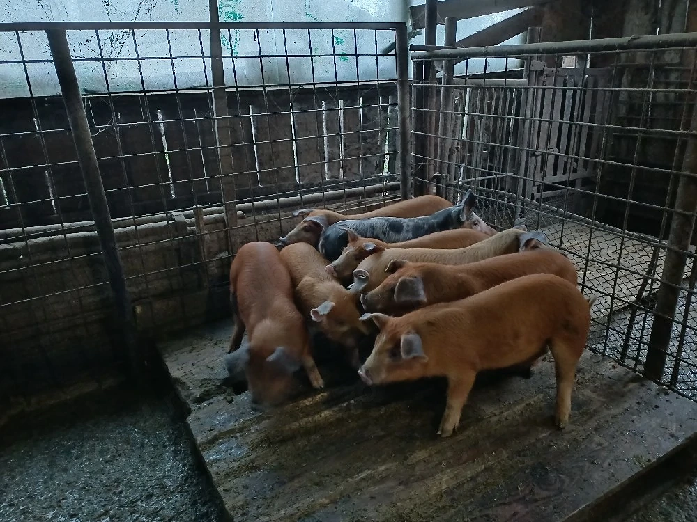 Vind 8 purcei duroc foarte frumosi.