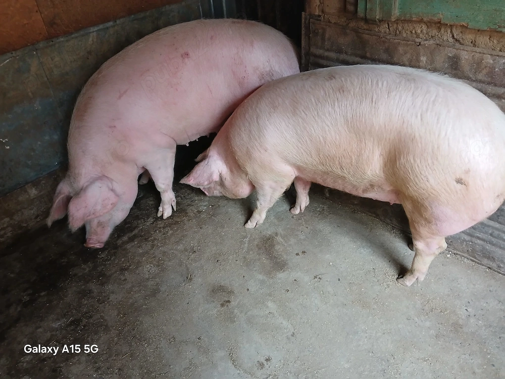 De vânzare: porc de casă ( Scrofiță) 