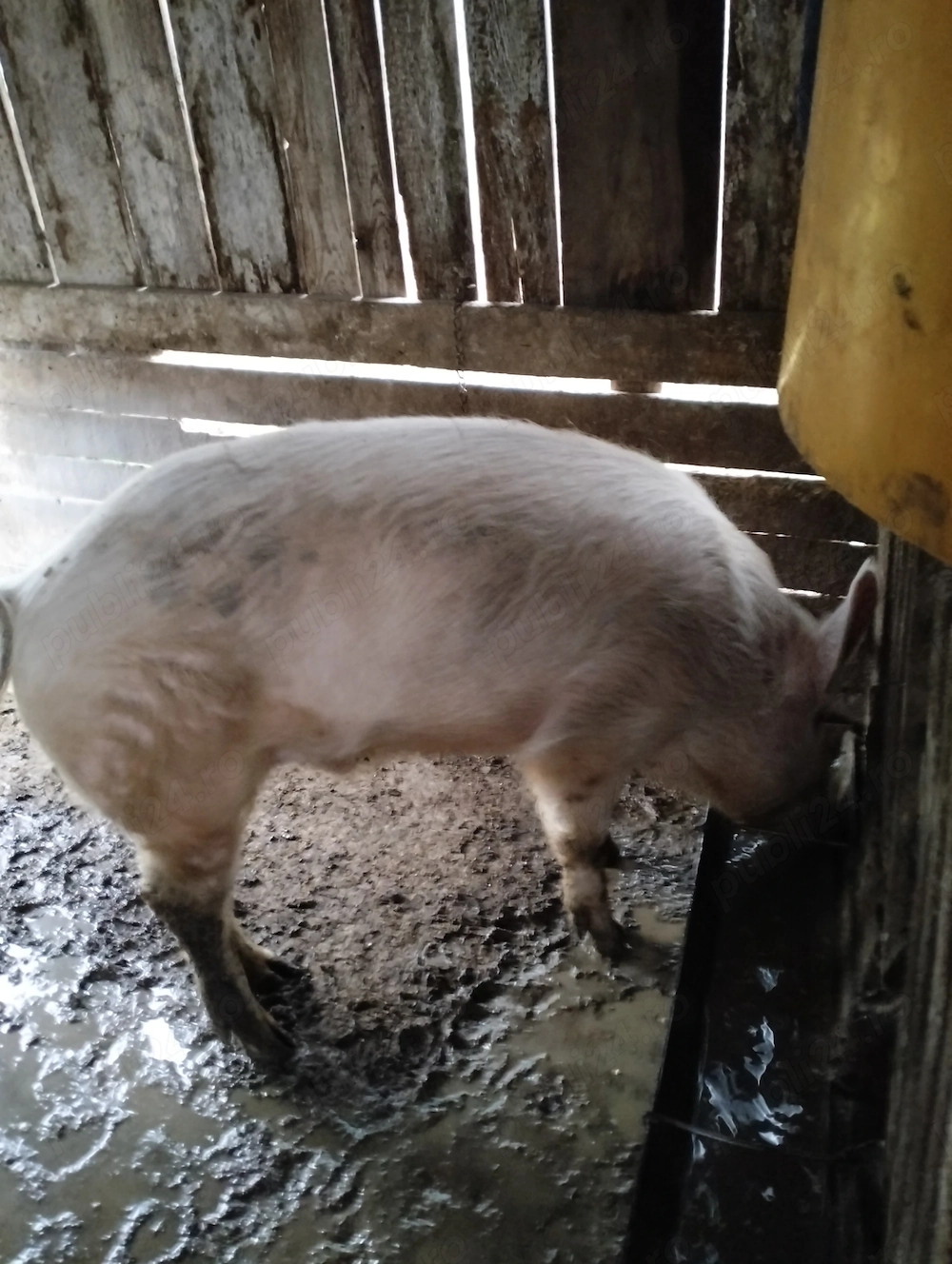 Vând porc aproximativ 110kg