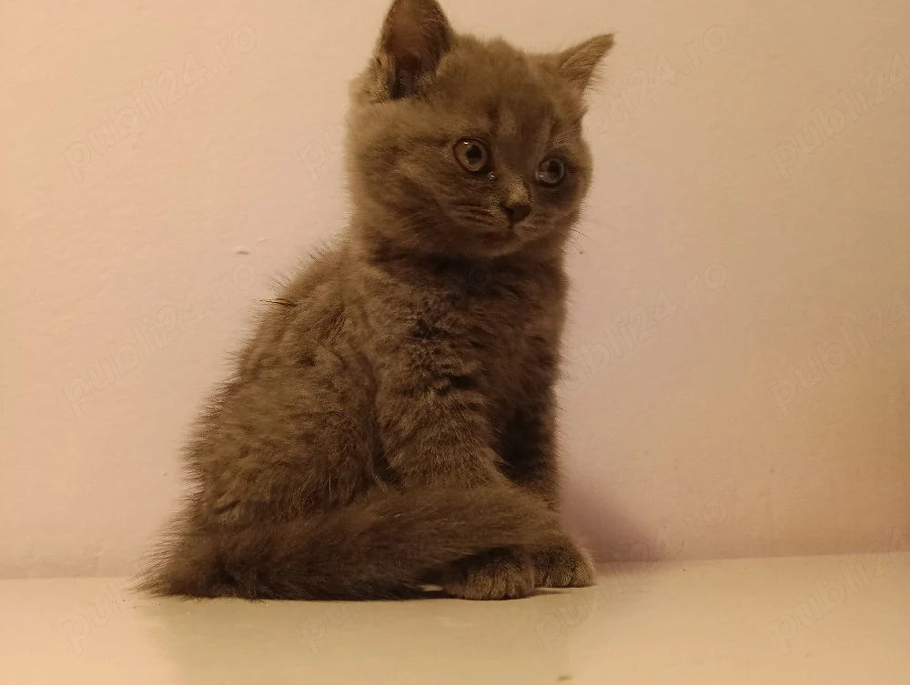 pisici british 7 saptamani