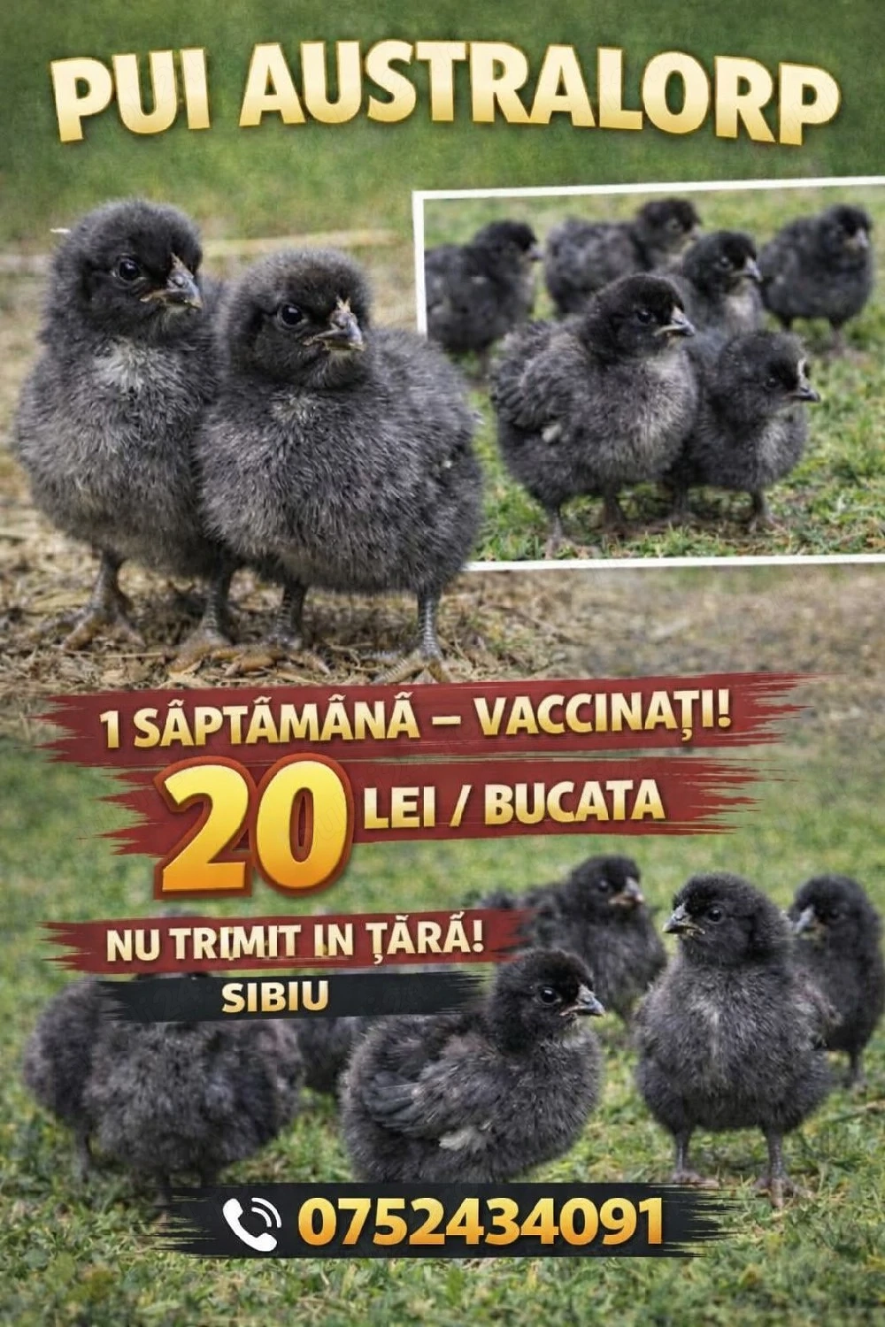 Pui australorp negru albastru și splash 