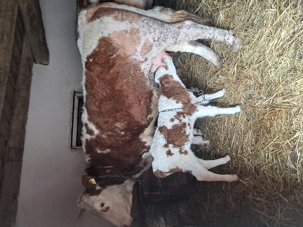 Vaca la a doua fatare cu vițea 