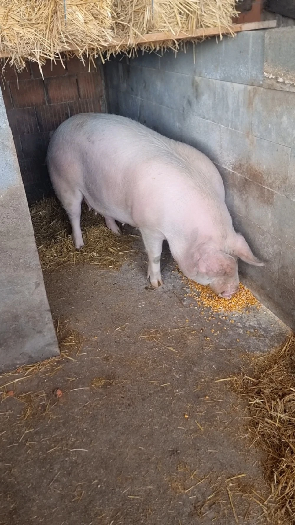 Vand Scroafa tanara pentru Sacrificat