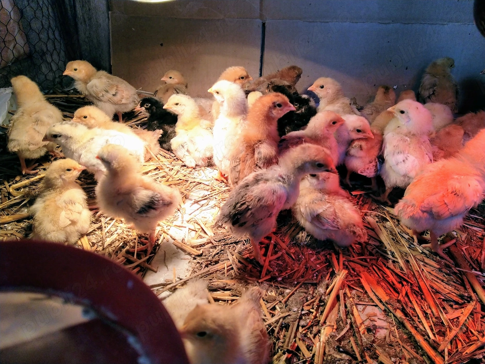 Pui de gaina romanesti de tara - 10-12 zile