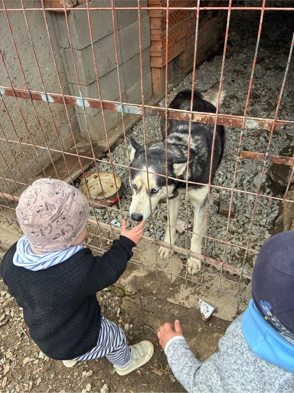 femela husky