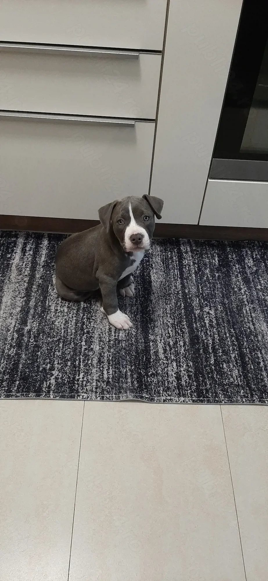 Vand pui Amstaff rasa pura cu Pedigree de 2 luni si jumatate 