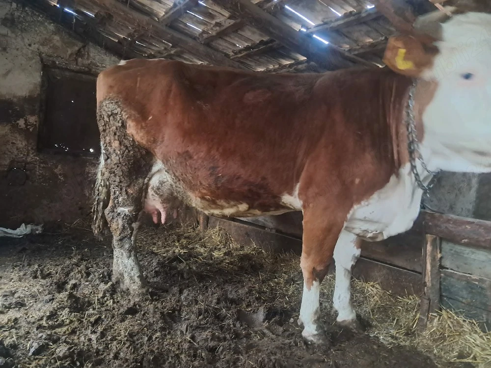 Vând vacă gestantă 