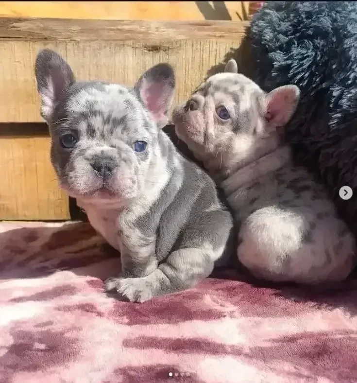 Bulldog francez diverse culori 