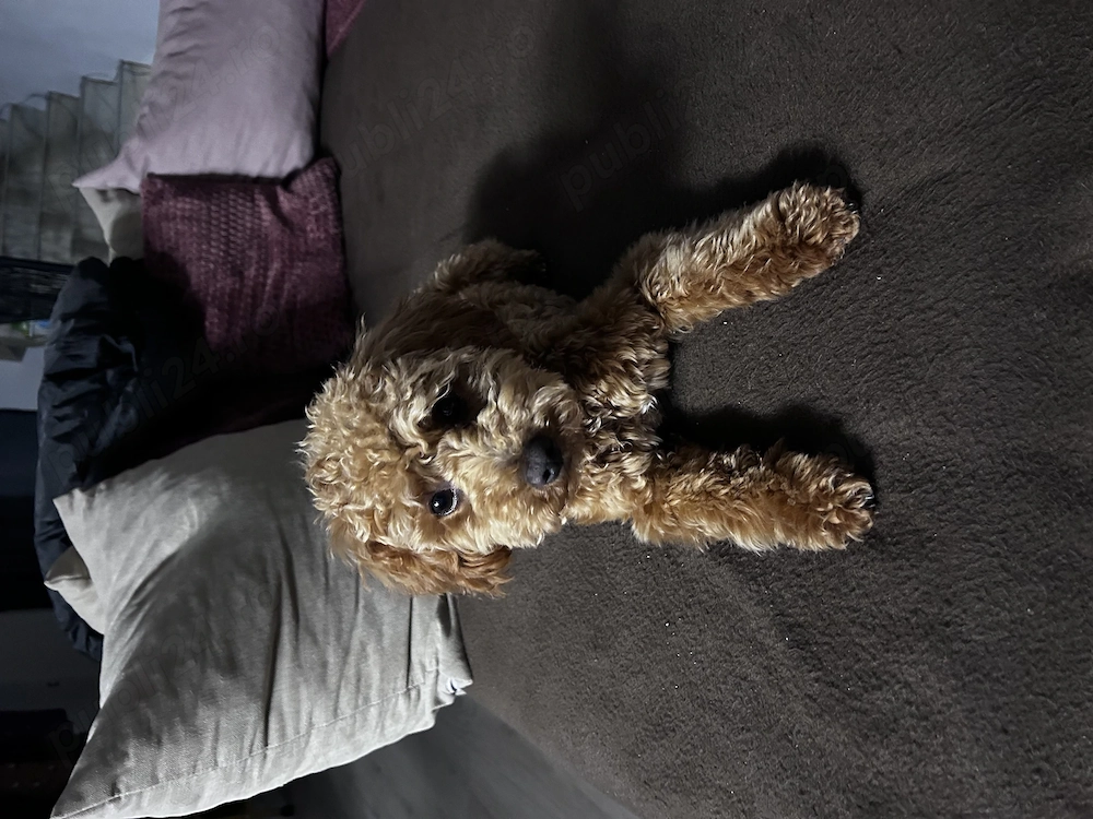 Cățelușa Poodle miny toy