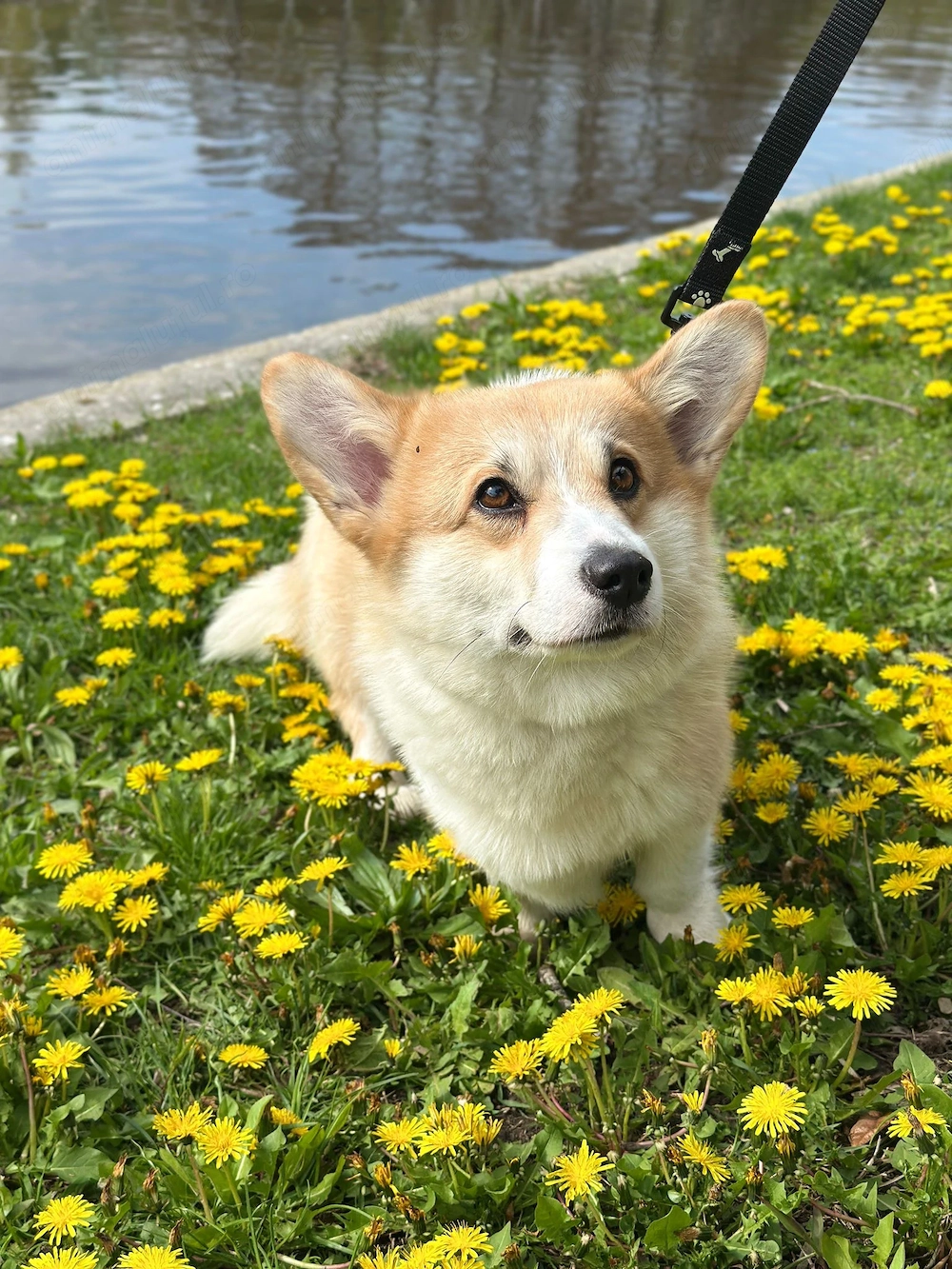 Vând pembroke welsh corgie 