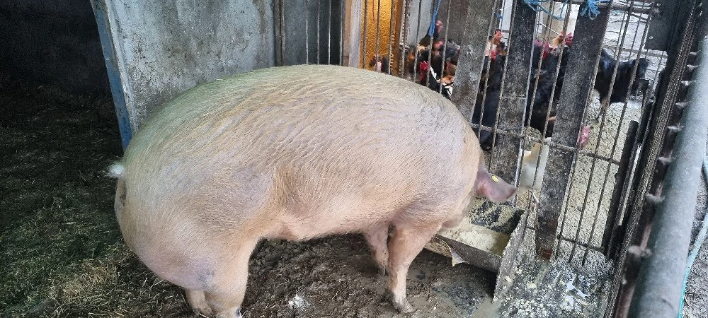 vând porc de taiat 
