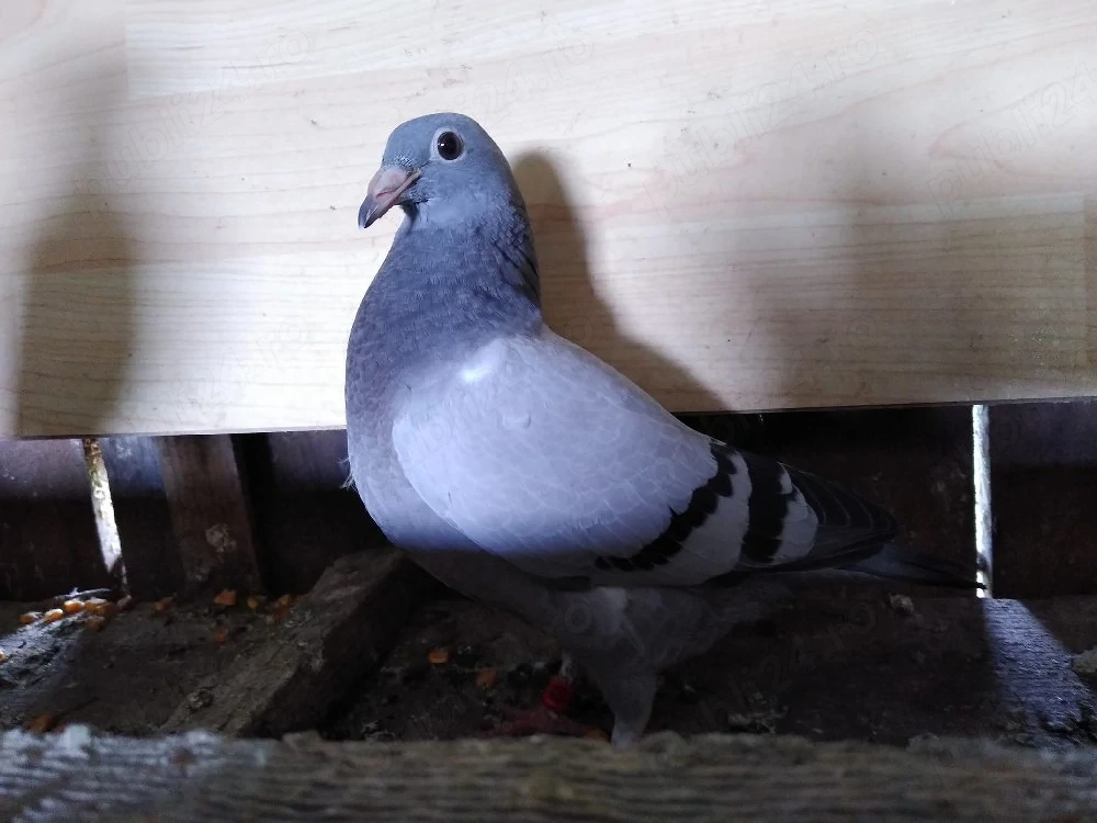 voiajori pui si maturi