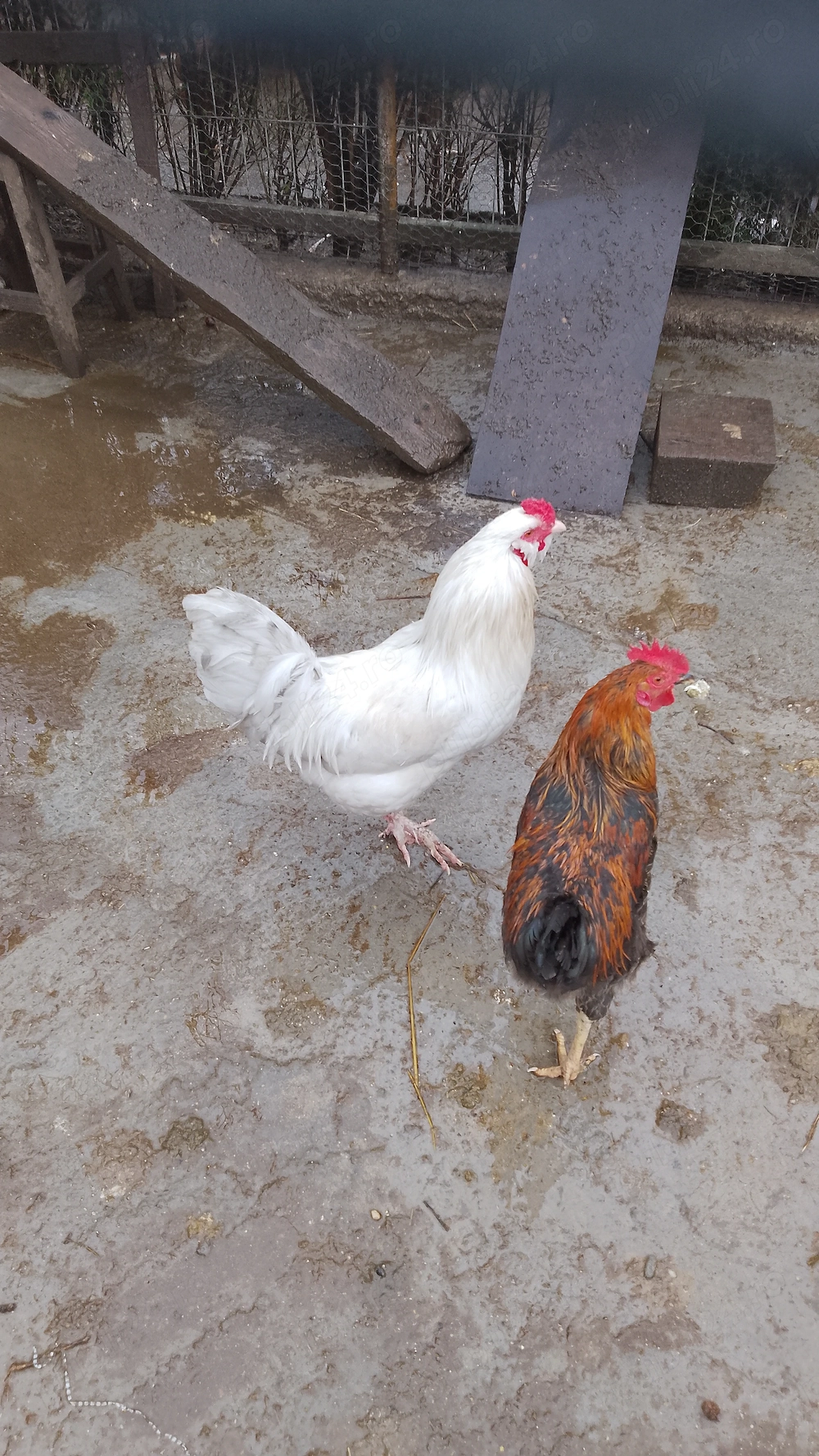Cocoși de țară 