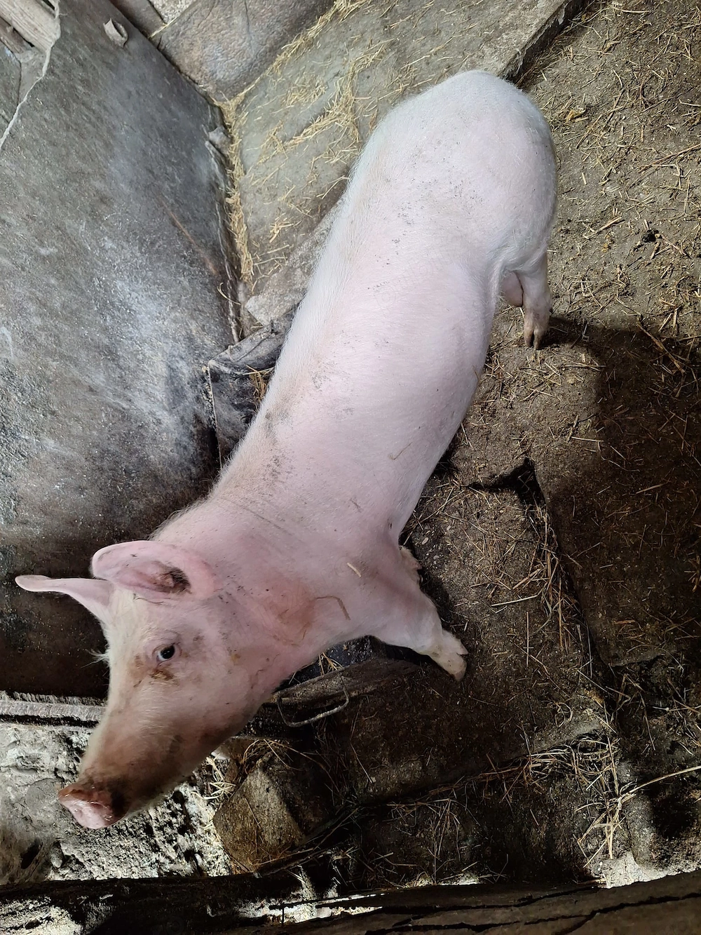 Purcea de curte de 50-60 kg de vânzare!