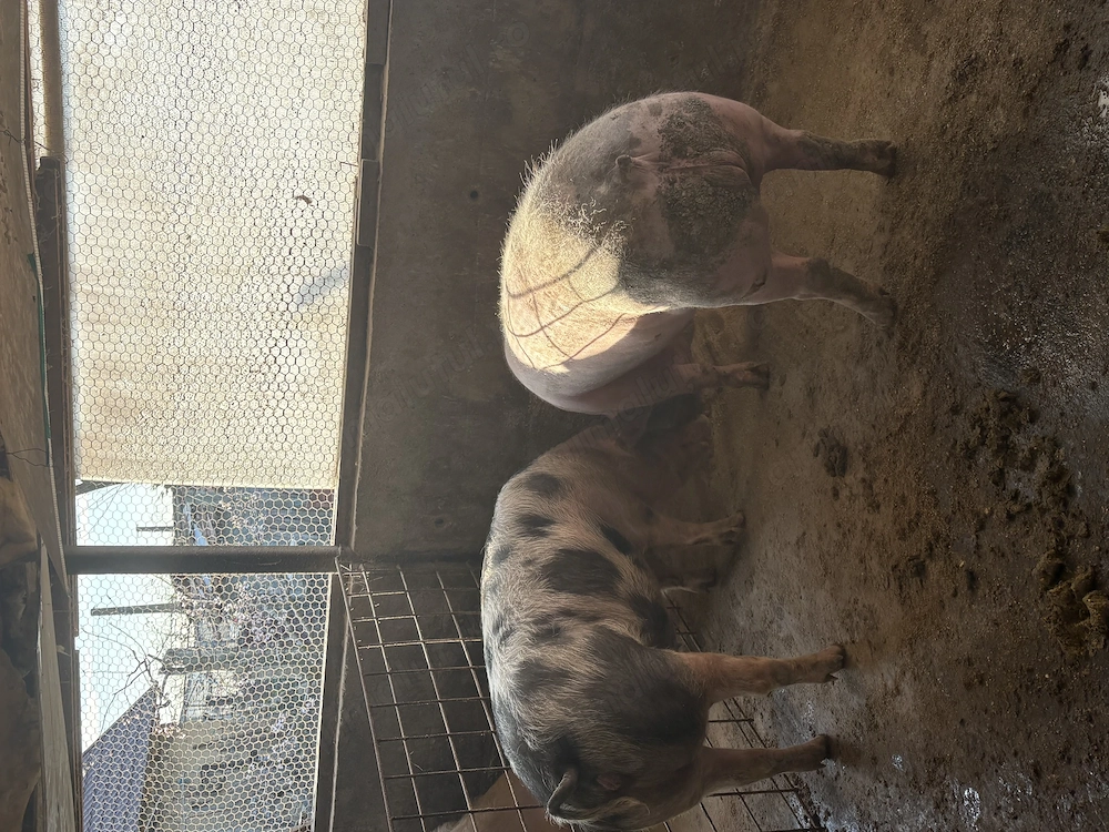 Porci de vânzare,rasă de carne