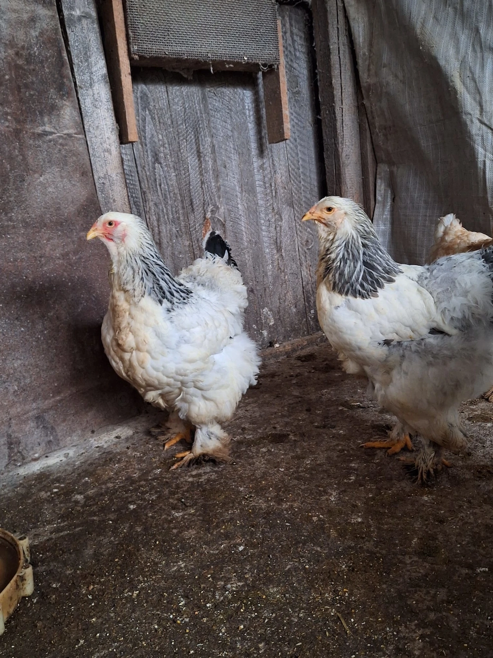 Găini Brahma albe de vânzare!