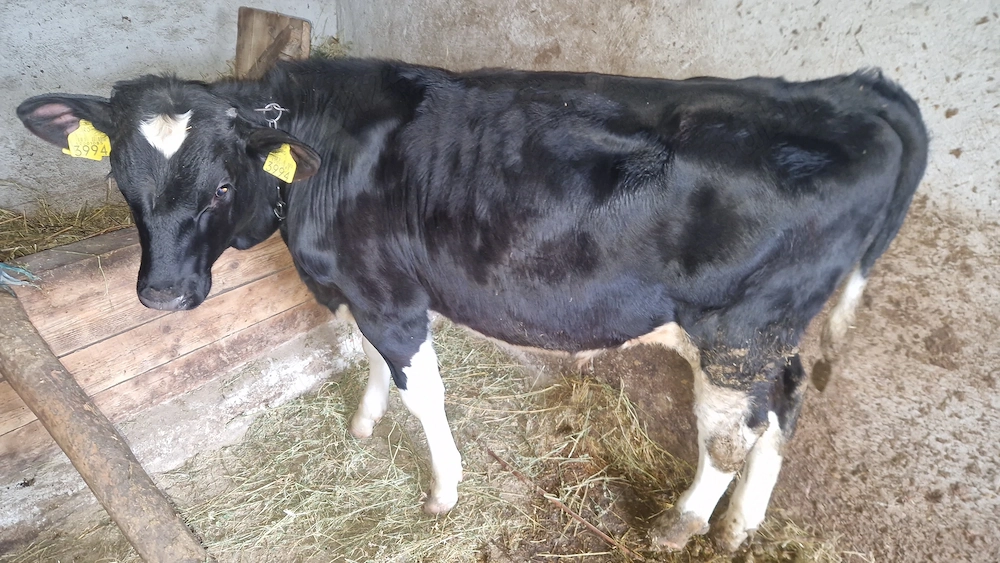 Vând tăuraș aprox. 230 kg